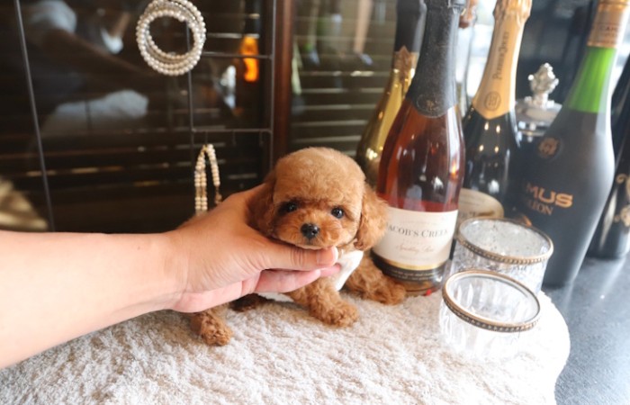 【販売中】ティーカッププードルレッド男の子♡のサムネイル