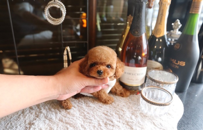 【販売中】ティーカッププードルレッド男の子♡のサムネイル