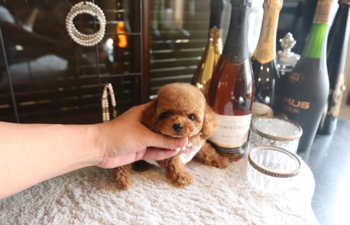 【販売中】ティーカッププードルレッド男の子♡のサムネイル
