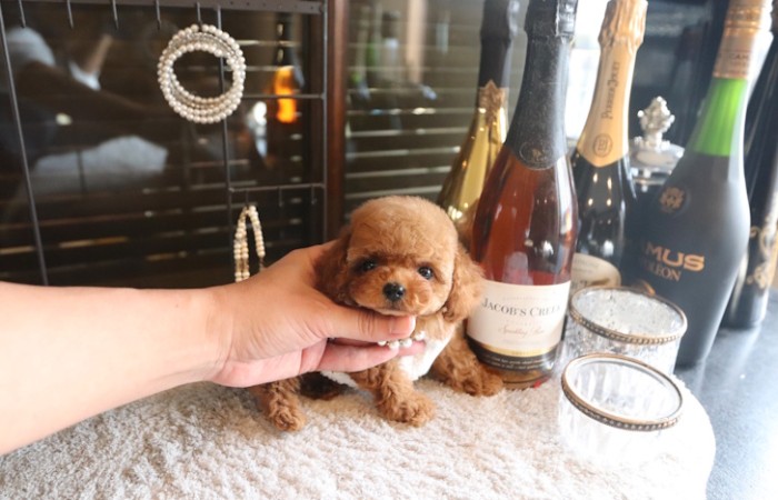 【販売中】ティーカッププードルレッド男の子♡のサムネイル