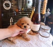 【販売中】シャンパンゴールド系アプリ男の子♡