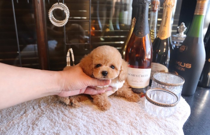 【販売中】シャンパンゴールド系アプリ男の子♡のサムネイル