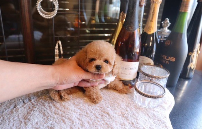 【販売中】シャンパンゴールド系アプリ男の子♡のサムネイル