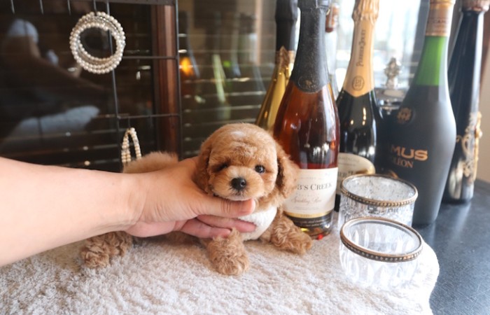 【販売中】タイニー後半～トイサイズ♡男の子のサムネイル