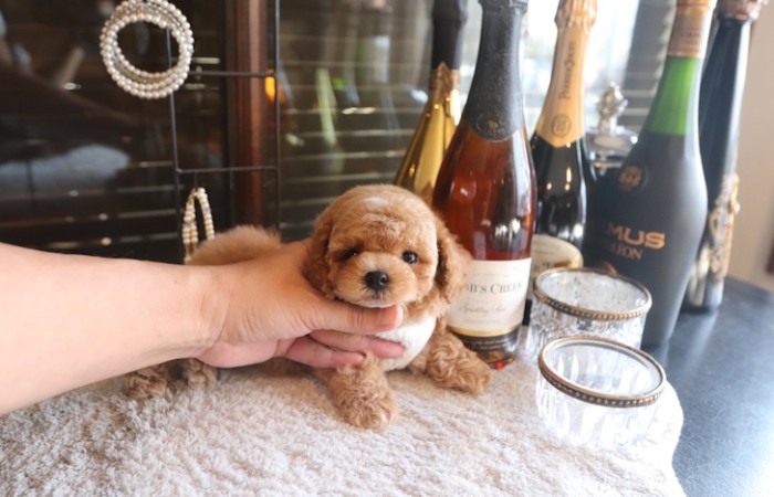 【販売中】タイニー後半～トイサイズ♡男の子のサムネイル