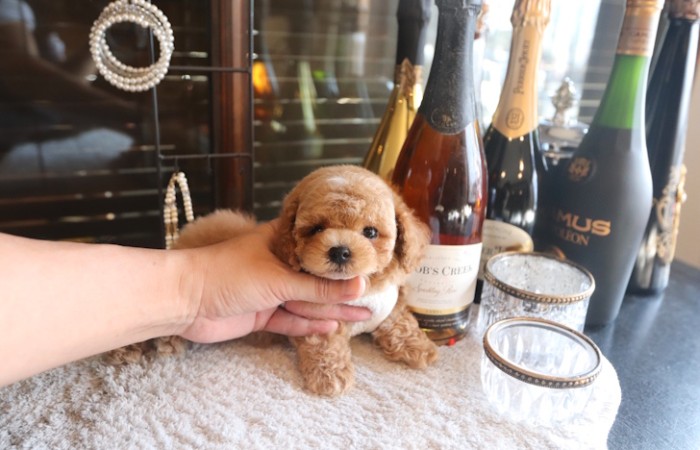 【販売中】タイニー後半～トイサイズ♡男の子のサムネイル