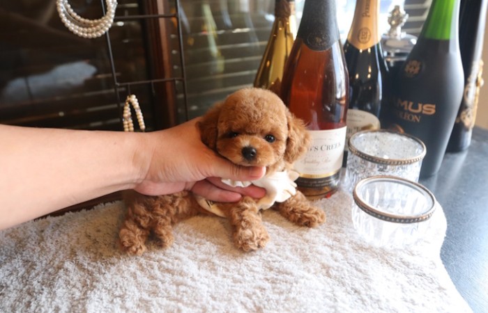 【販売中】ティータイニープードルレッド男の子のサムネイル