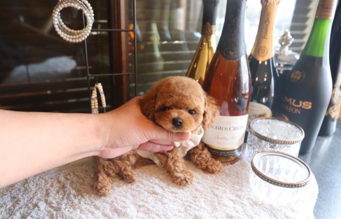 【販売中】ティータイニープードルレッド男の子のサムネイル