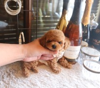 【販売中】ティータイニープードルレッド男の子