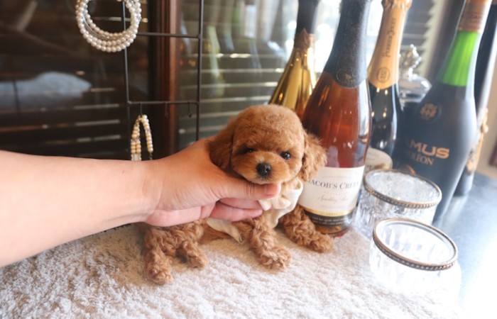 【販売中】ティータイニープードルレッド男の子のサムネイル