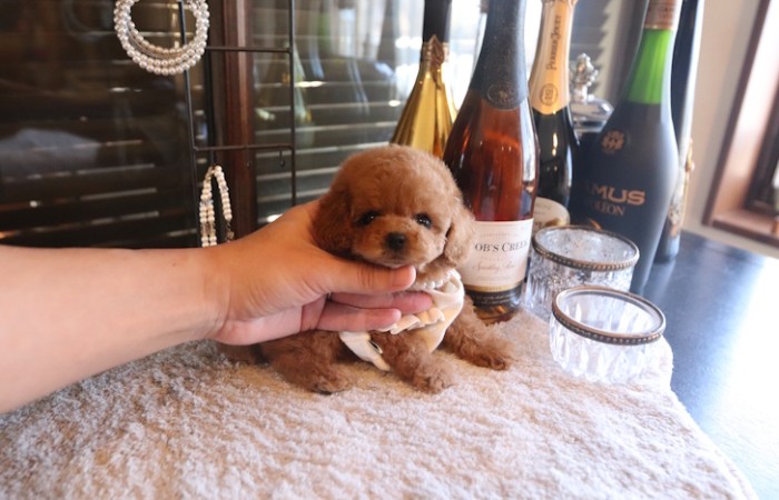 【販売中】クリスマス生まれのティーカッププードル女の子♡のサムネイル