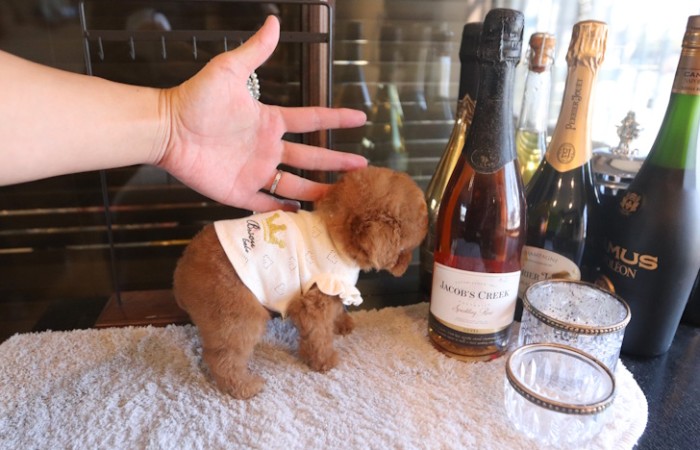 【販売中】クリスマス生まれのティーカッププードル女の子♡のサムネイル