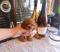 【販売中】クリスマス生まれのティーカッププードル女の子♡