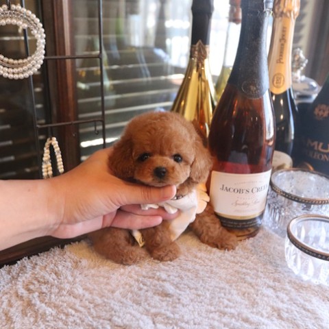 トイプードル仔犬一覧 | TOYANGEL