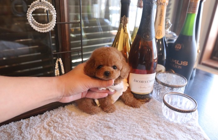 【販売中】クリスマス生まれのティーカッププードル女の子♡のサムネイル