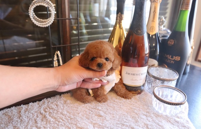 【販売中】クリスマス生まれのティーカッププードル女の子♡のサムネイル