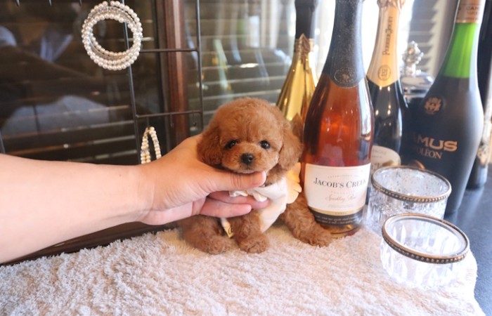 【販売中】クリスマス生まれのティーカッププードル女の子♡のサムネイル