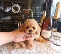 【販売中】かわいすぎるシャンパンゴールド系アプリ男の子♡