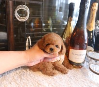 【販売中】ティーカッププードル予想の女の子♡