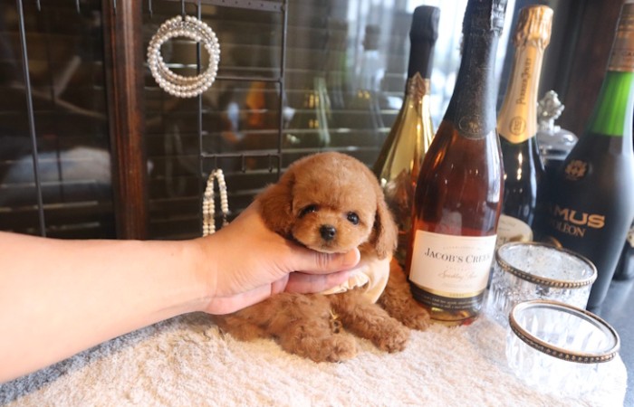 【販売中】ティーカッププードル予想の女の子♡のサムネイル