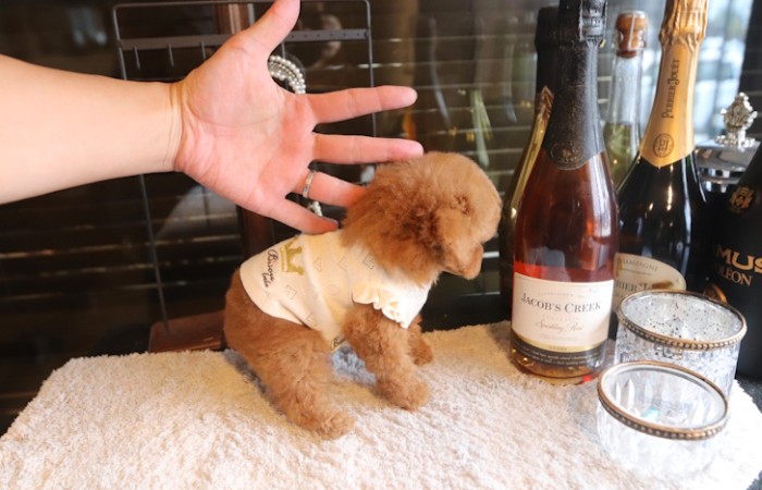 【販売中】ティーカッププードル予想の女の子♡のサムネイル