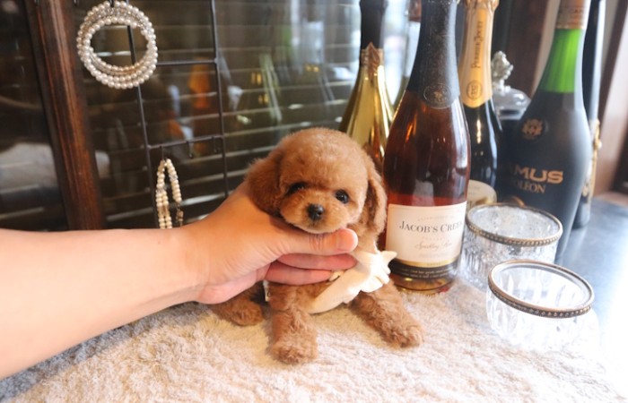 【販売中】ティーカッププードル予想の女の子♡のサムネイル