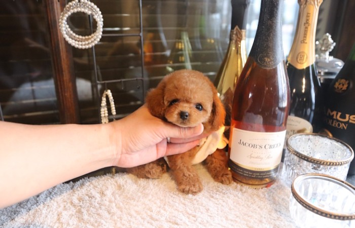 【販売中】ティーカッププードル予想の女の子♡のサムネイル