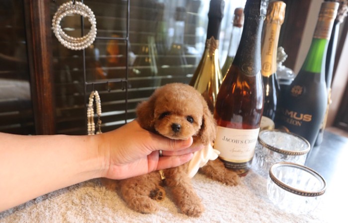 【販売中】ティーカッププードル予想の女の子♡のサムネイル