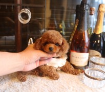 【販売中】ティータイニープードルレッドの濃い男の子♡