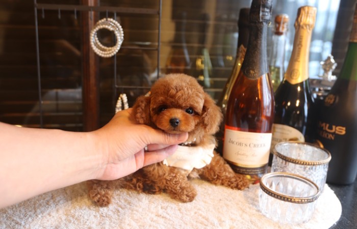 【販売中】ティータイニープードルレッドの濃い男の子♡のサムネイル