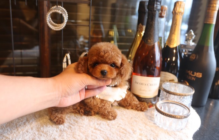 【販売中】ティータイニープードルレッドの濃い男の子♡のサムネイル