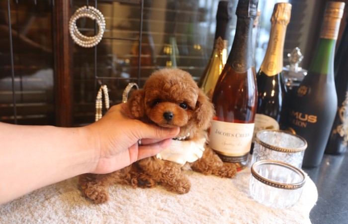 【販売中】ティータイニープードルレッドの濃い男の子♡のサムネイル