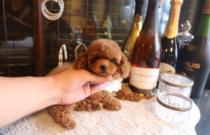 【販売中】ティータイニープードルレッドの濃い男の子♡のサムネイル