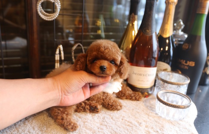 【販売中】ティータイニープードルレッドの濃い男の子♡のサムネイル