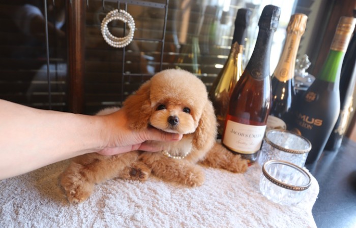 【販売中】かわいいタイニープード♡のサムネイル