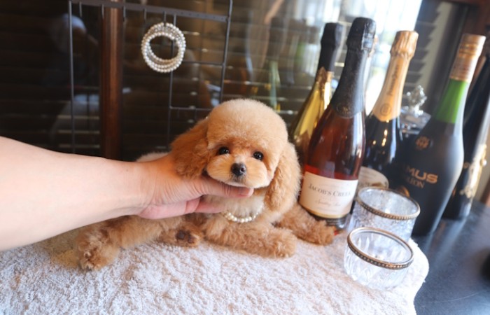 【販売中】かわいいタイニープード♡のサムネイル