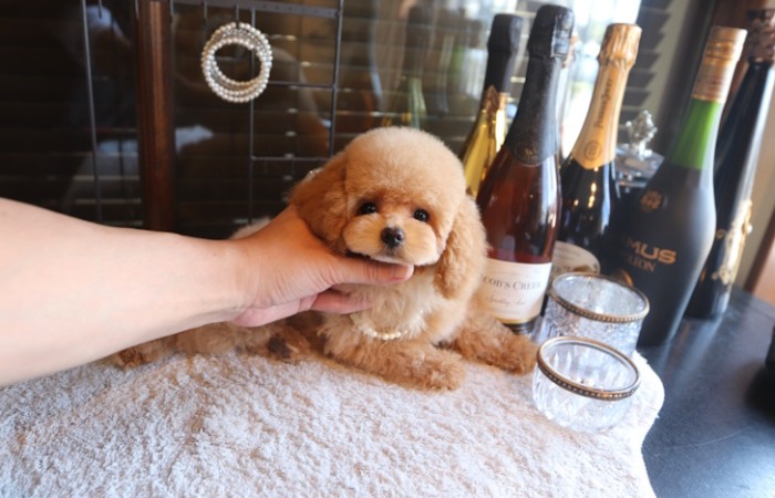 【販売中】かわいいタイニープード♡のサムネイル