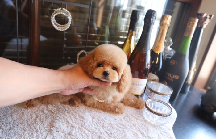 【販売中】かわいいタイニープード♡のサムネイル