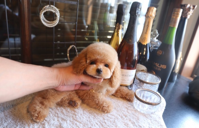 【販売中】かわいいタイニープード♡のサムネイル