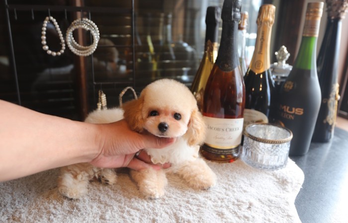 【販売中】瞳の丸いクリーム男の子♡のサムネイル