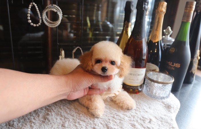 【販売中】瞳の丸いクリーム男の子♡のサムネイル