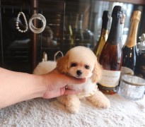 【販売中】瞳の丸いクリーム男の子♡