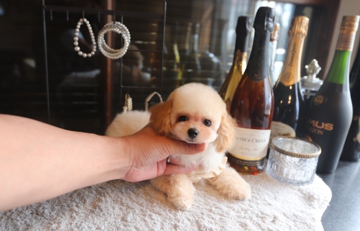 【販売中】瞳の丸いクリーム男の子♡のサムネイル