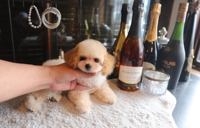 【販売中】瞳の丸いクリーム男の子♡のサムネイル