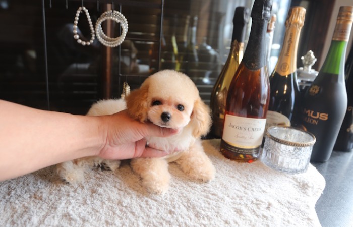 【販売中】瞳の丸いクリーム男の子♡のサムネイル