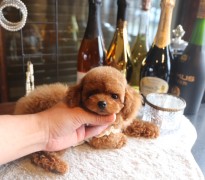 【販売中】ティータイニープードルレッドの濃い男の子♡