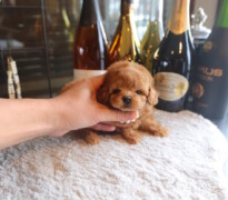 【販売中】ドワーフ（短足）タイプのタイニープードル男の子