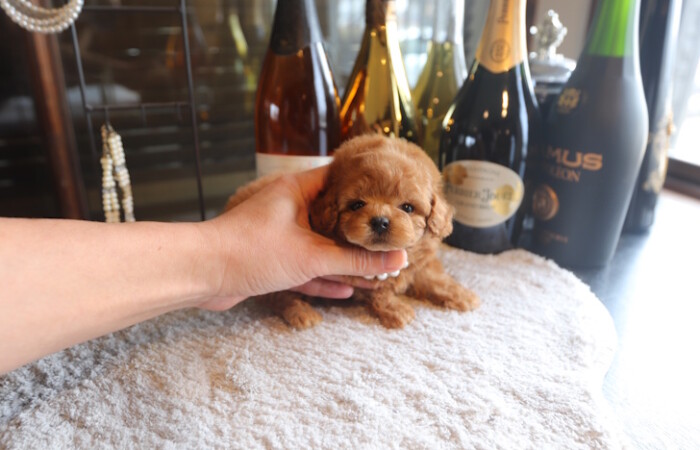 【販売中】ドワーフ（短足）タイプのタイニープードル男の子のサムネイル