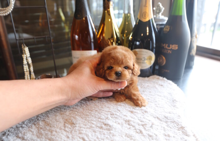 【販売中】ドワーフ（短足）タイプのタイニープードル男の子のサムネイル