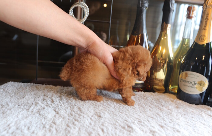 【販売中】ドワーフ（短足）タイプのタイニープードル男の子のサムネイル